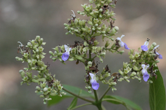 Vitex altissima